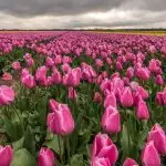Beautiful shots of pink Tulip flower - Paradise on Earth