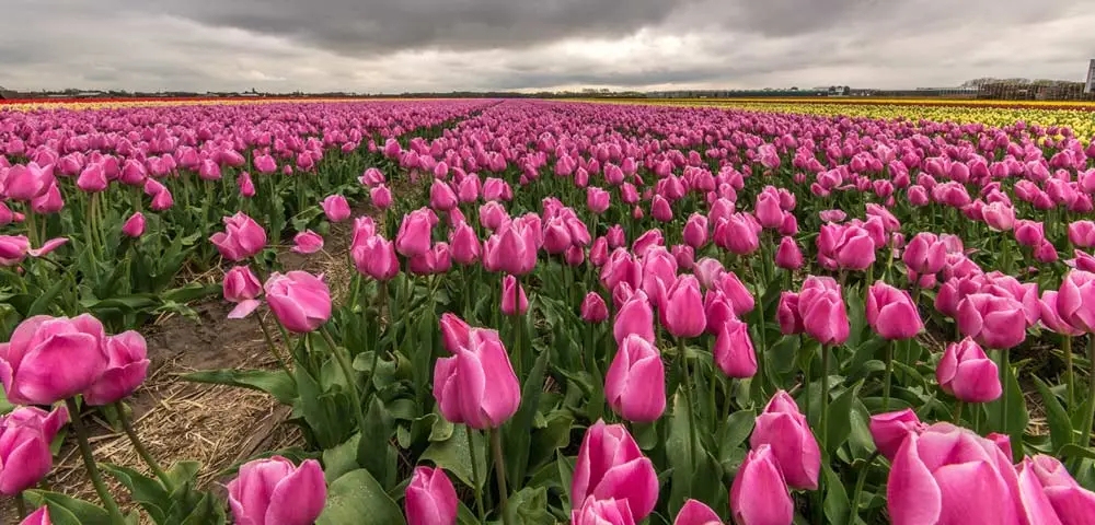 Beautiful shots of pink Tulip flower - Paradise on Earth